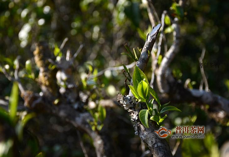 冰岛地界古树茶的特点